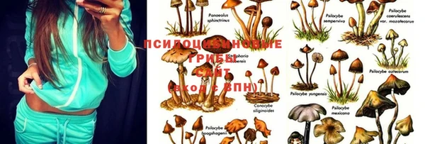 стафф Нефтекумск